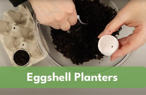 Video: Eggshell Planters